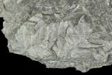 Carboniferous Fossil Fern (Sphenopteris) Plate - Poland #111649-1